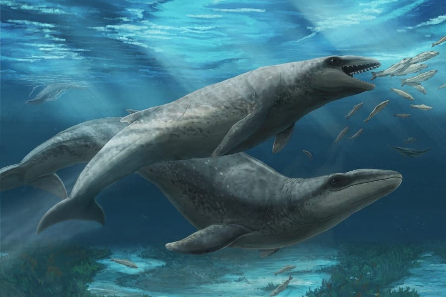 サメのような歯をもつ「新種の古代クジラ」を発見