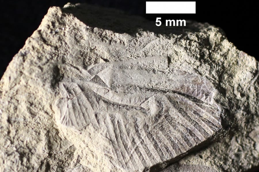 恐竜時代にいた「新種のトンボ化石」をカナダで発見