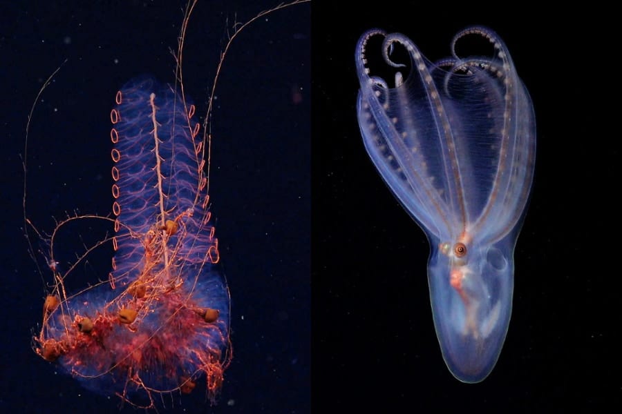新たな深海探査で「新種候補40種」を発見、アルゼンチン沖