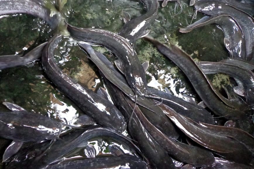 数千匹の希少ナマズが「壁を登る」様子を目撃