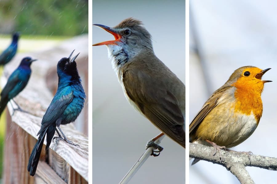世界中の鳥が「1日平均50分長く歌う」現象が生じている その原因は？