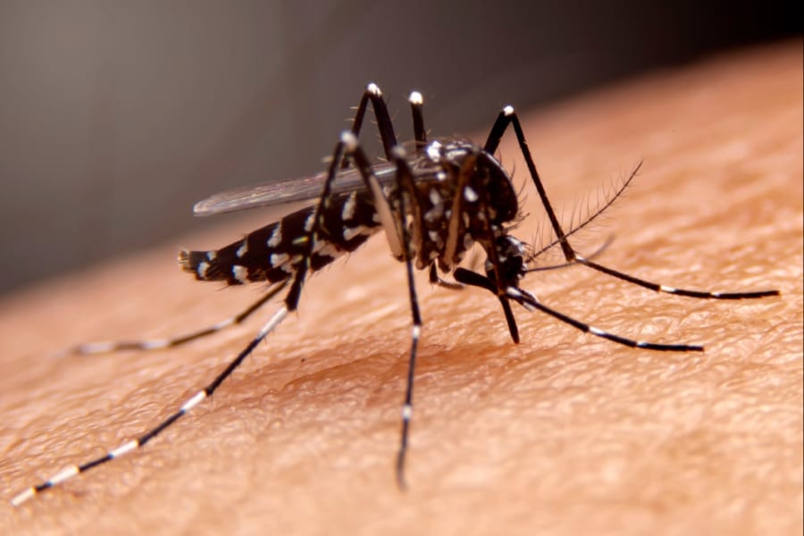 蚊の唾液がウイルス感染を加速させている――病原体が蚊を選ぶ要因