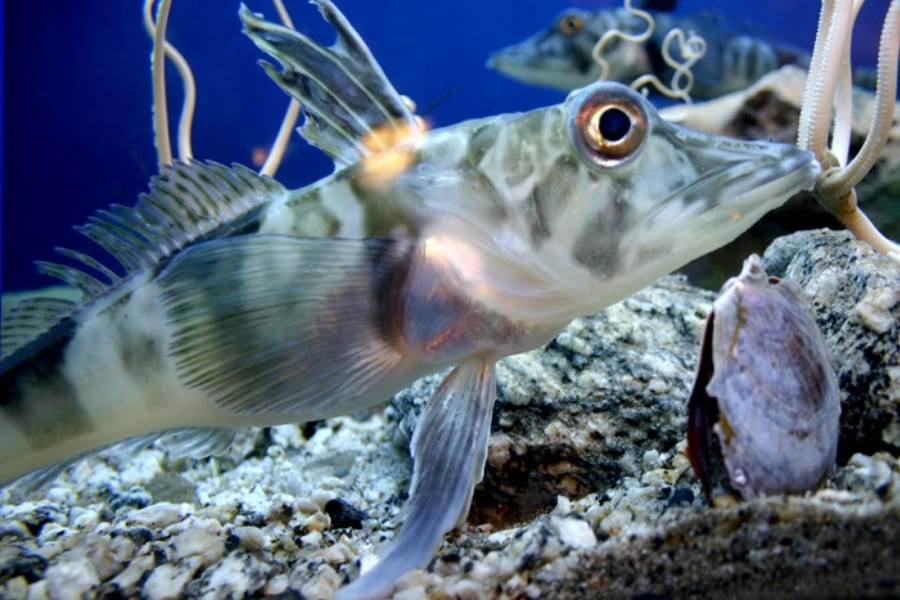 透明な血液をもつ不思議な南極魚「アイスフィッシュ」