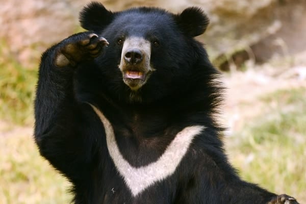 グロ過ぎて報道されないクマ被害の実際の症例報告
