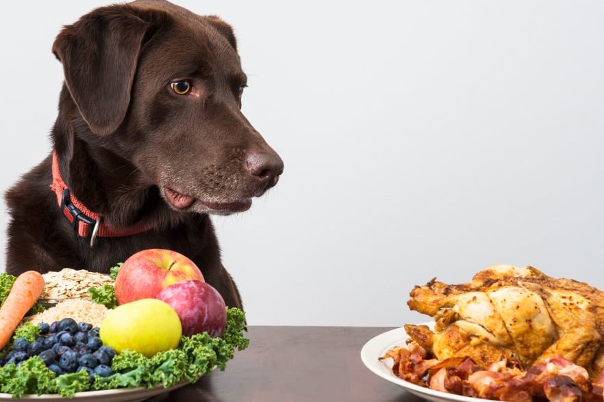 愛犬をビーガンにしても栄養的には問題ないのか？