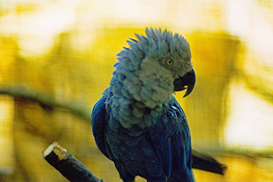 野生では絶滅した「アオコンゴウインコ」、雛の孵化に成功！