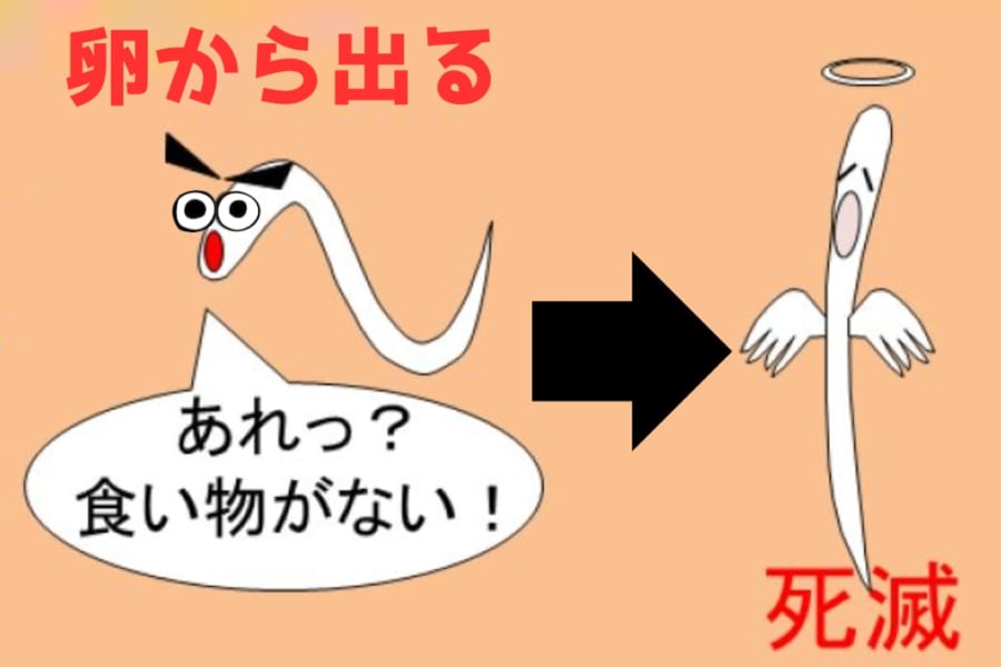 【農研】害虫を騙して「ふ化」させ餓死させる、新化合物を発見