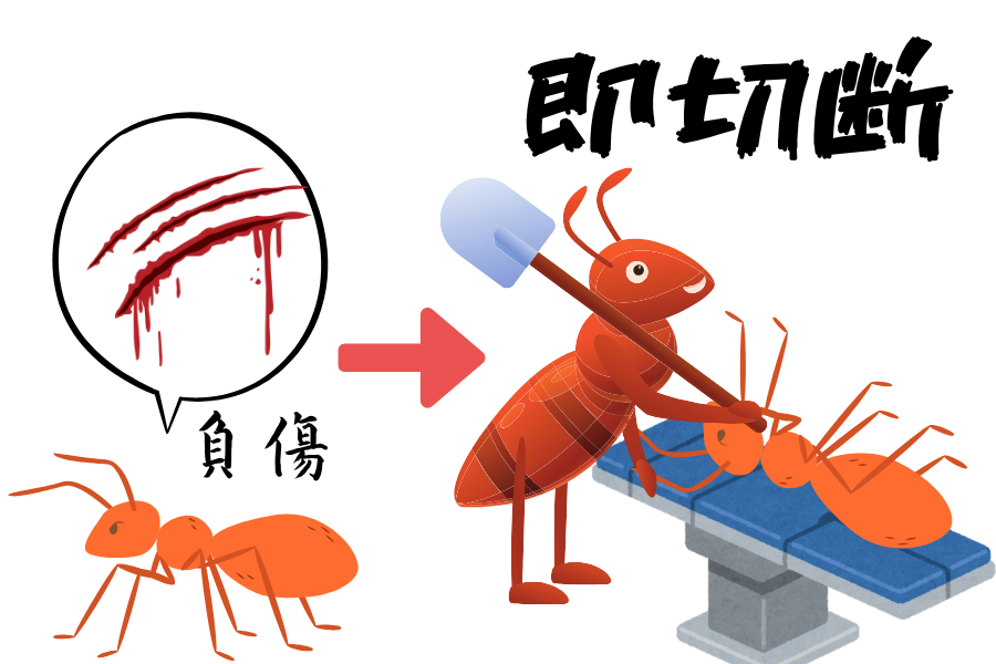 負傷した仲間の足を「即座に切り落とす」アリを発見!生存率が2倍に