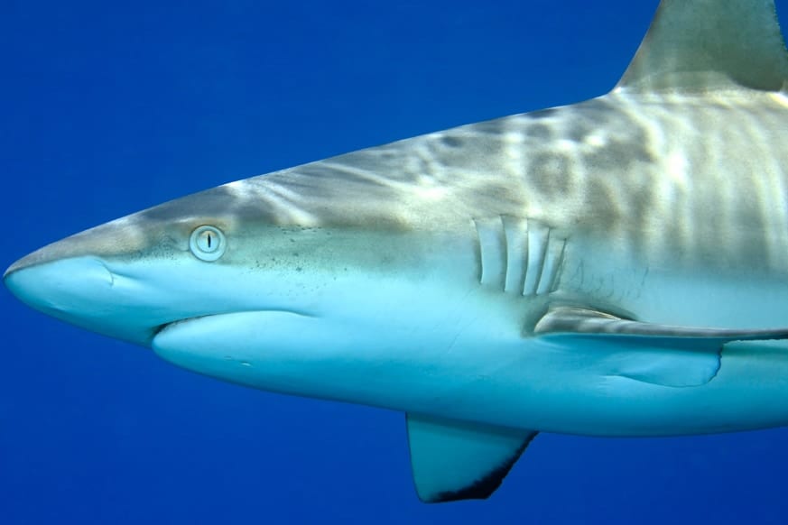 “人への攻撃性が低い”サメは、なぜ観光客を襲ったのか?科学者が説明
