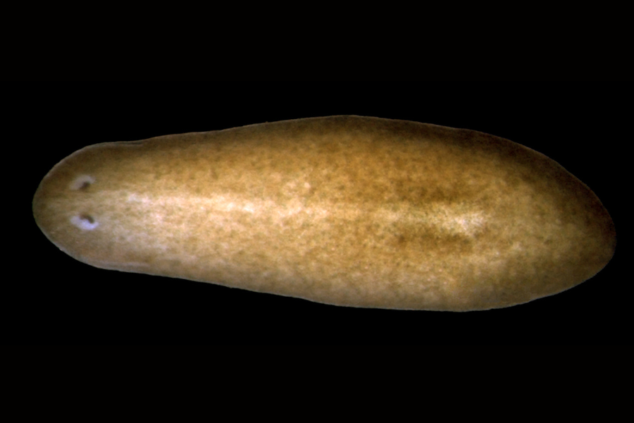 お尻も頭に？「2つの頭をもつプラナリア」の自然発生を初確認