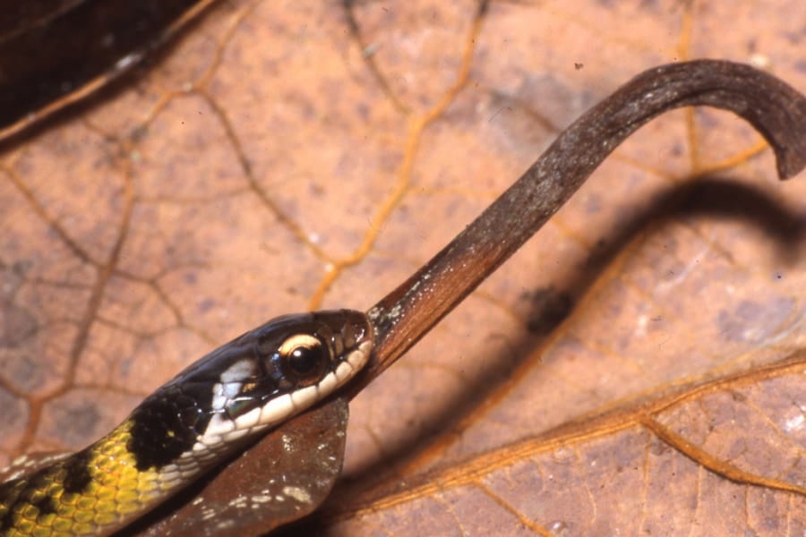 毒ガエルを食べても生き残るヘビ、食べる前に「ある工夫」をしていた