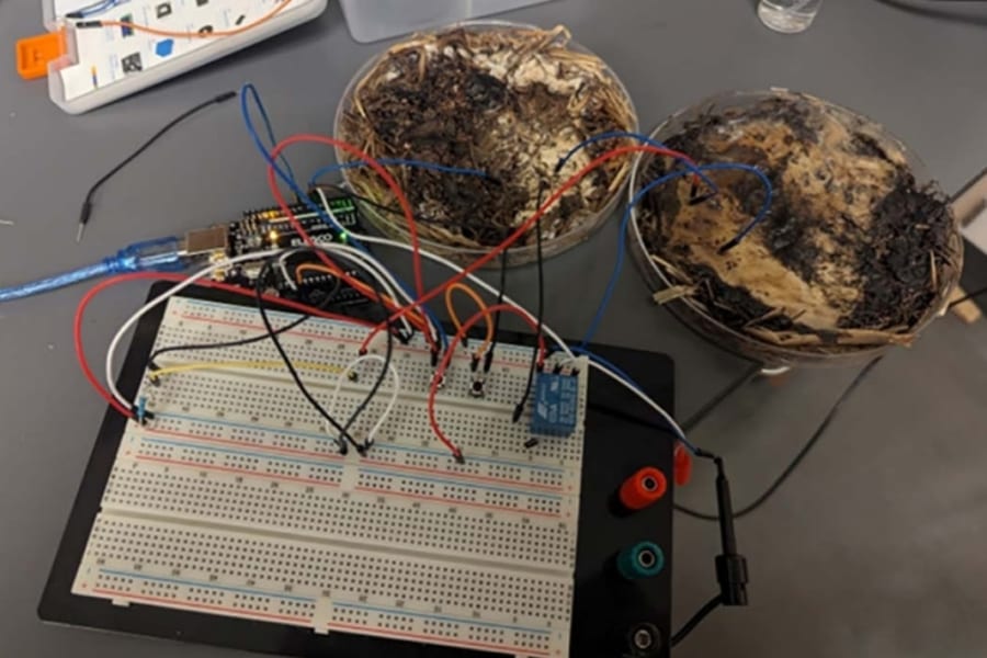 キノコで動くコンピューター「シイタケRAM」誕生