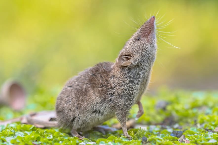 クリスマス島固有のトガリネズミが外来種によって絶滅【正式認定】