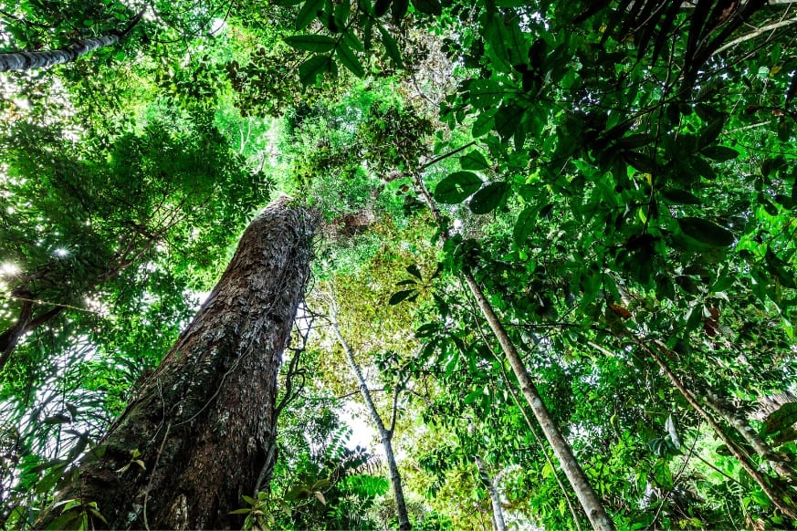 CO2増加に伴い「アマゾン最古の木々」が成長していた