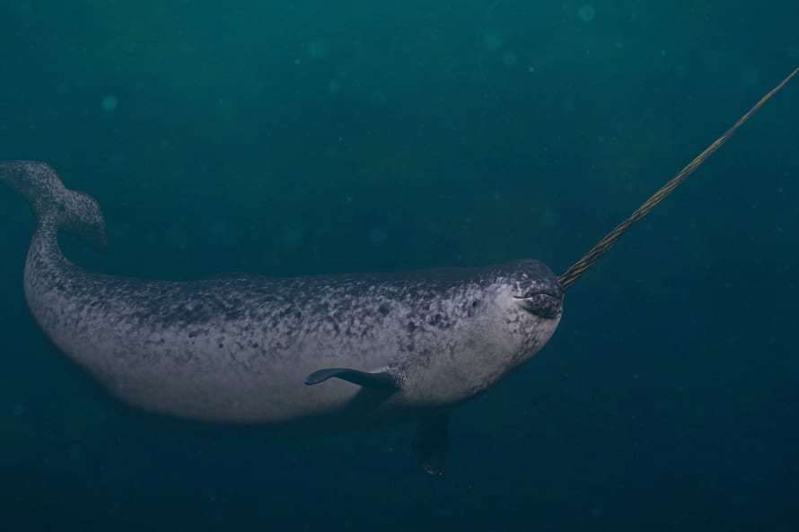 イッカクが観測装置に”体当たりし続けている”と判明、その理由とは?