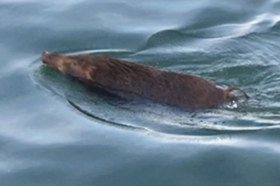 海を渡るイノシシの正体をDNA鑑定で解明