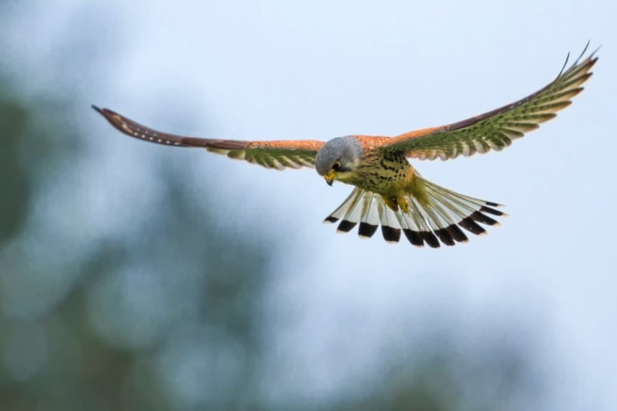 ハヤブサはサクランボ農園の「警備員」にできると判明