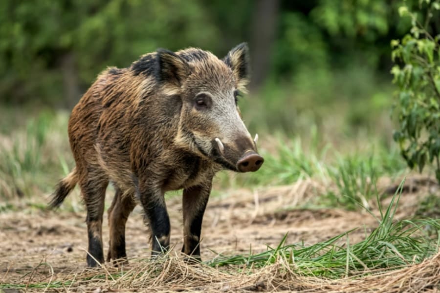 筋肉がネオンブルーになった「青色イノシシ」を発見、原因は?