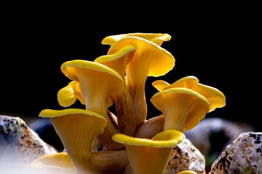 進撃のキノコ：日本でも人気のキノコが栽培場から脱走し米国で生息地を急拡大