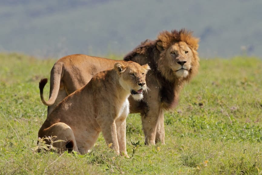 避妊・去勢した動物は最大20%長生きする