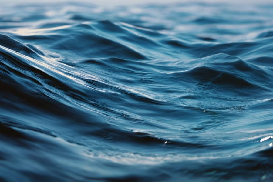 深海に棲む「新種の肉食スポンジ」を発見