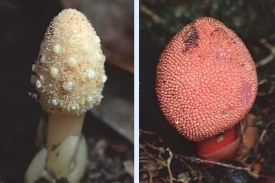 「キノコそっくりの植物」は光合成しないのに葉緑体は忙しかった