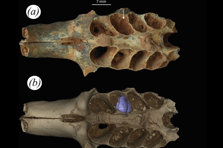 古代の蜂が「哺乳類の遺骨」で子育てした証拠を発見