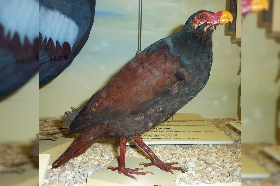 絶滅危惧種「マヌメア」を目撃、ドードーの近縁種