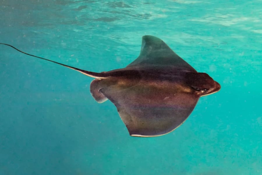 【おめでたい】160年越しに日本の「アカエイ」の新種を発見