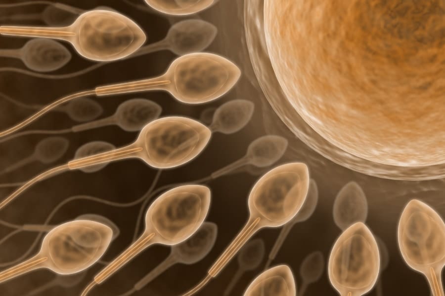 体外受精の妊娠率は「禁欲期間」で変わる――溜めるといいのは本当か？