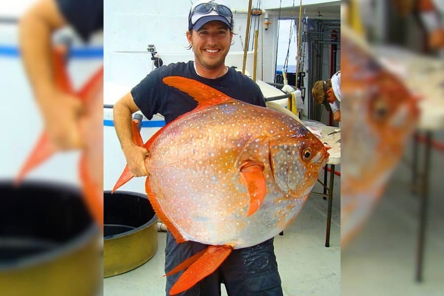 世界で唯一の温血魚「ムーンフィッシュ」とは