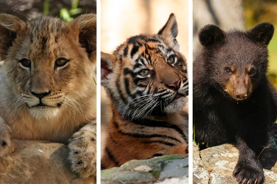 【実話】ライオン、トラ、クマの3頭が家族になった話