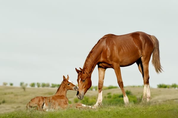 「親と一緒は想像以上に重要」母親から引き離した仔馬は脳の配線が悪化すると判明