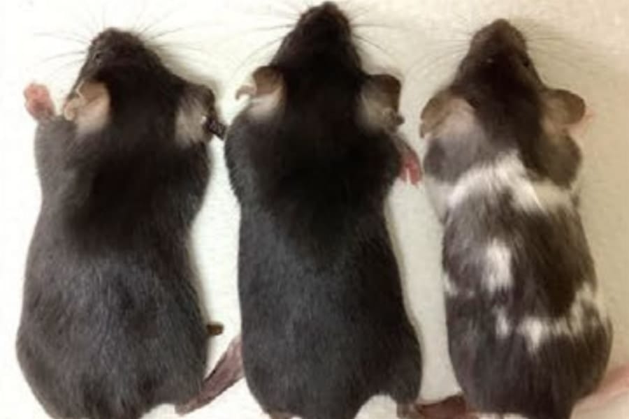 東大がヒト遺伝子の93％をマウスに“まるごと”移植できる技術を開発