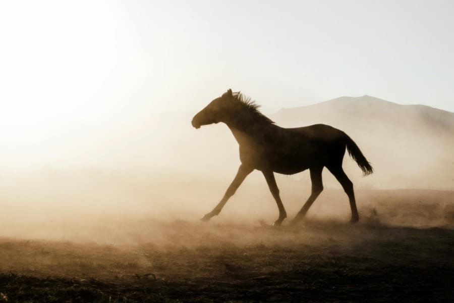 馬は人間の「恐怖のにおい」を嗅ぎ分けられる