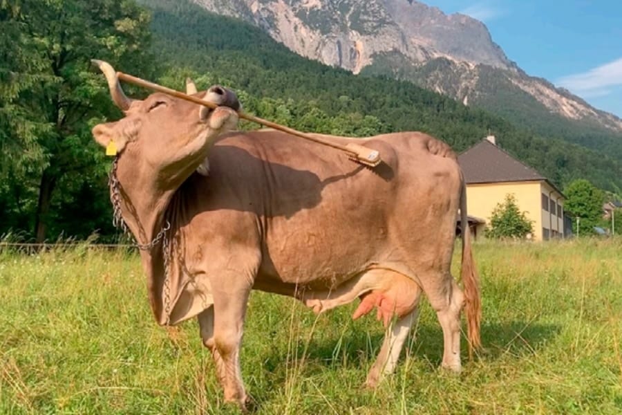 牛にも道具を使う力――デッキブラシを多目的用途で使い分けていた