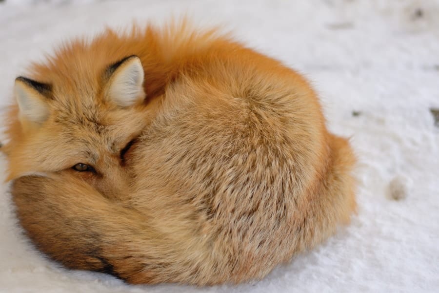 狂犬病キツネの異常行動を、肉眼より9〜16日前に「機械の目」が見抜いた