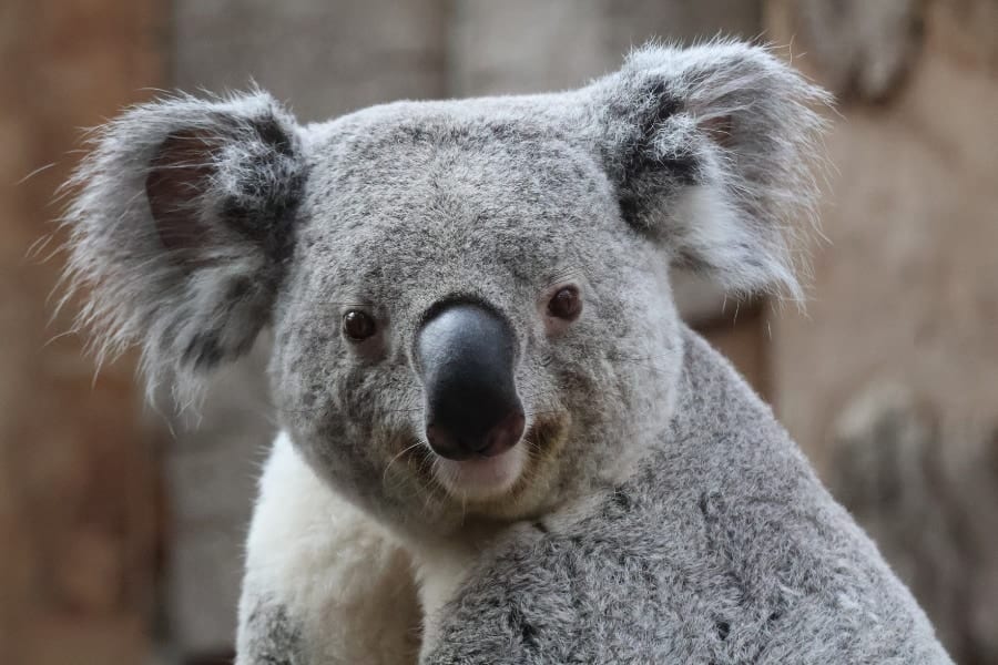 コアラが増えすぎて森が死ぬ? 南オーストラリアのコアラ避妊計画