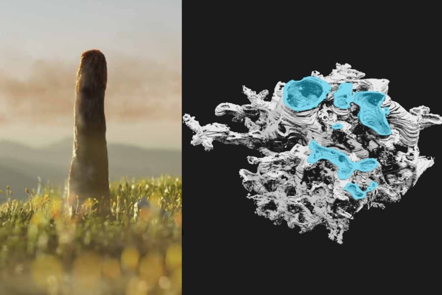 4億年前の巨大キノコ、内部構造と成分を分析したら「植物でも菌でもない何か」だった