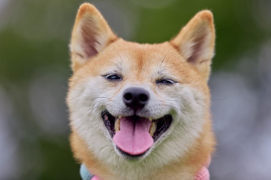 【東大】犬の喜び顔は「オス8種・メス4種類」あることを発見