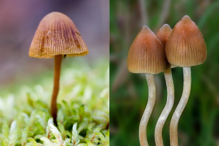 マジックマッシュルームの幻覚成分はキノコのための「虫よけ」だった