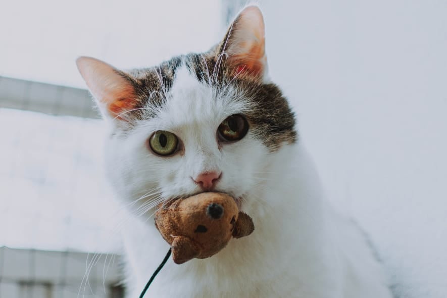 【猫の意外な真実】猫は2084種類以上の動物を食べる