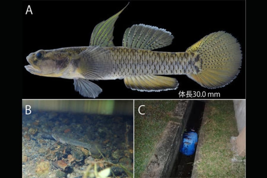 【ドブからお宝】マレーシアの町の側溝で「新種のハゼ」を発見