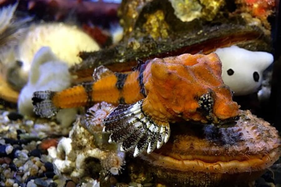 頭に穴がある奇妙な魚、音を出す「天然ドラム」の可能性