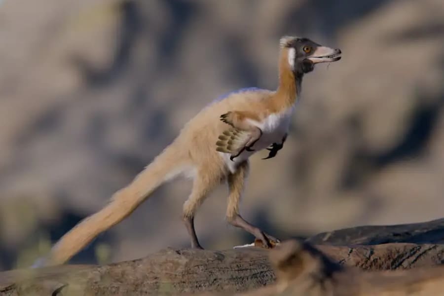 鶏よりも軽い小型の肉食恐竜が白亜紀にいた――何を食べていたのか?