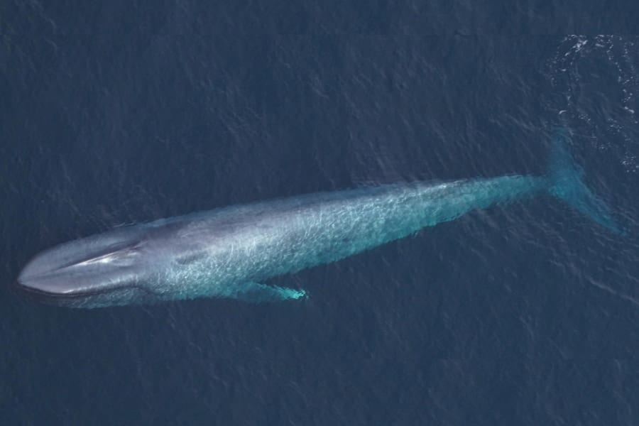 遭遇困難な「海の王者・シロナガスクジラ」、わずか24時間で3頭を目撃