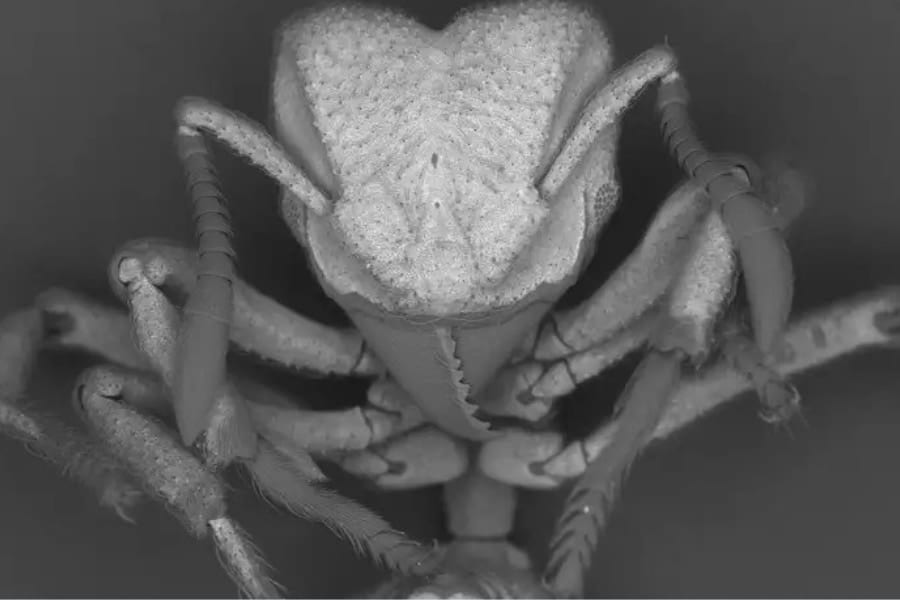 空気中の二酸化炭素を「石の鎧」に変えるアリが発見される