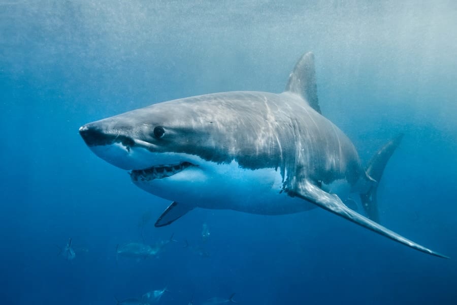 サメなんて存在しないのか？　人々がサメと呼ぶ多くは古いサメ系統よりエイに近い関係にある