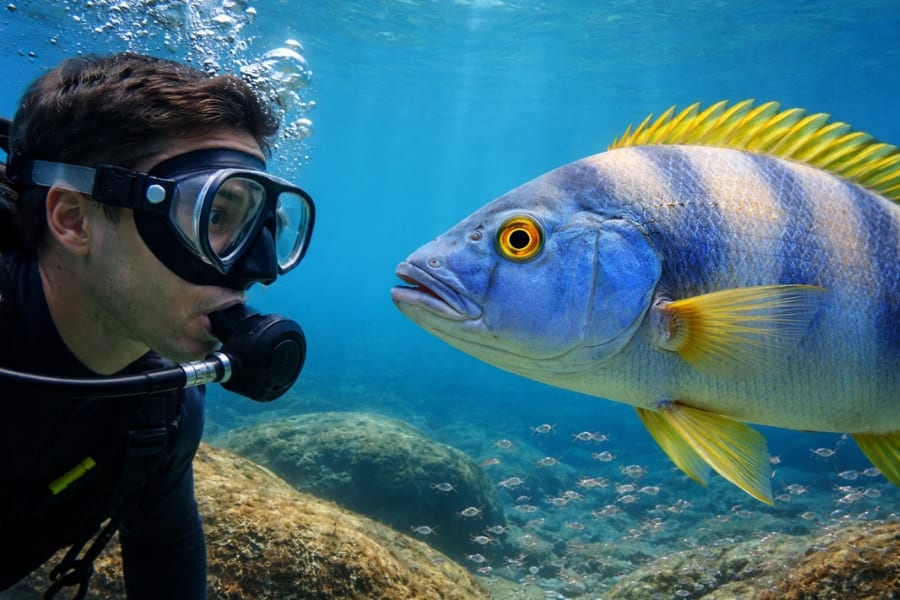 魚は「人に見られていること」がわかっていると判明