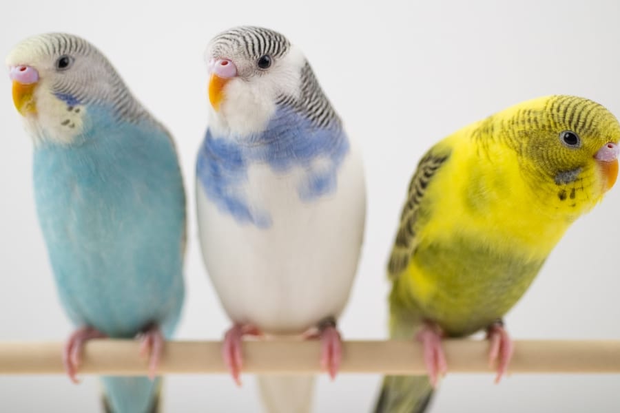 人間は「音の美意識」を動物たちと共有している